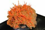 Bright Orange Crocoite Crystal Cluster - Tasmania #148522-4